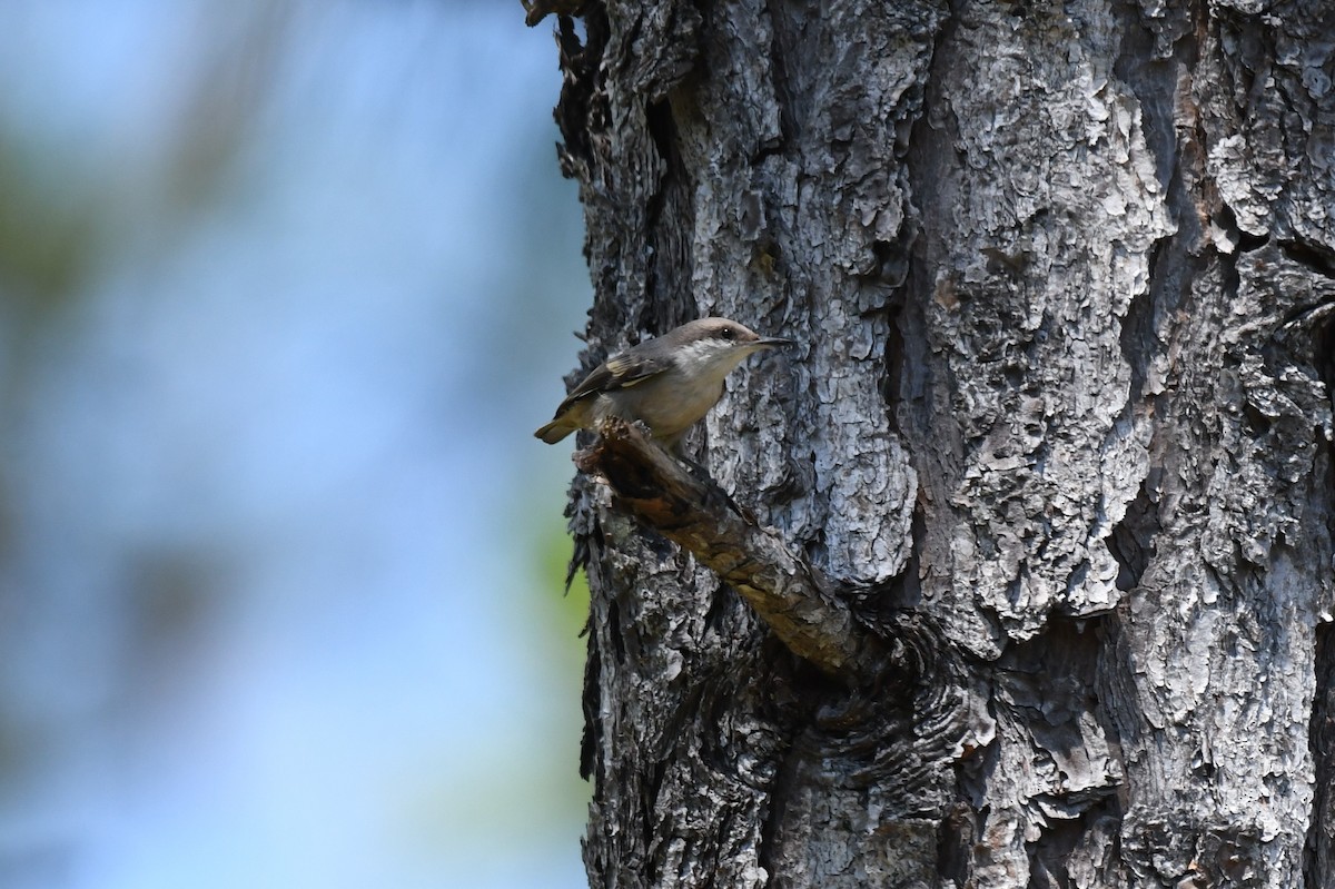 Brown-headed Nuthatch - ML619724667