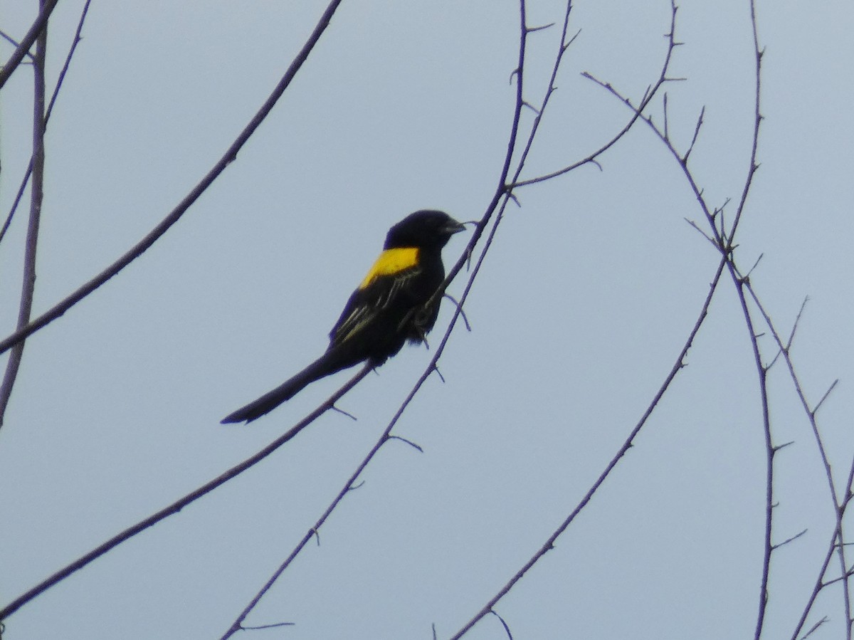 Yellow-mantled Widowbird - ML619724668