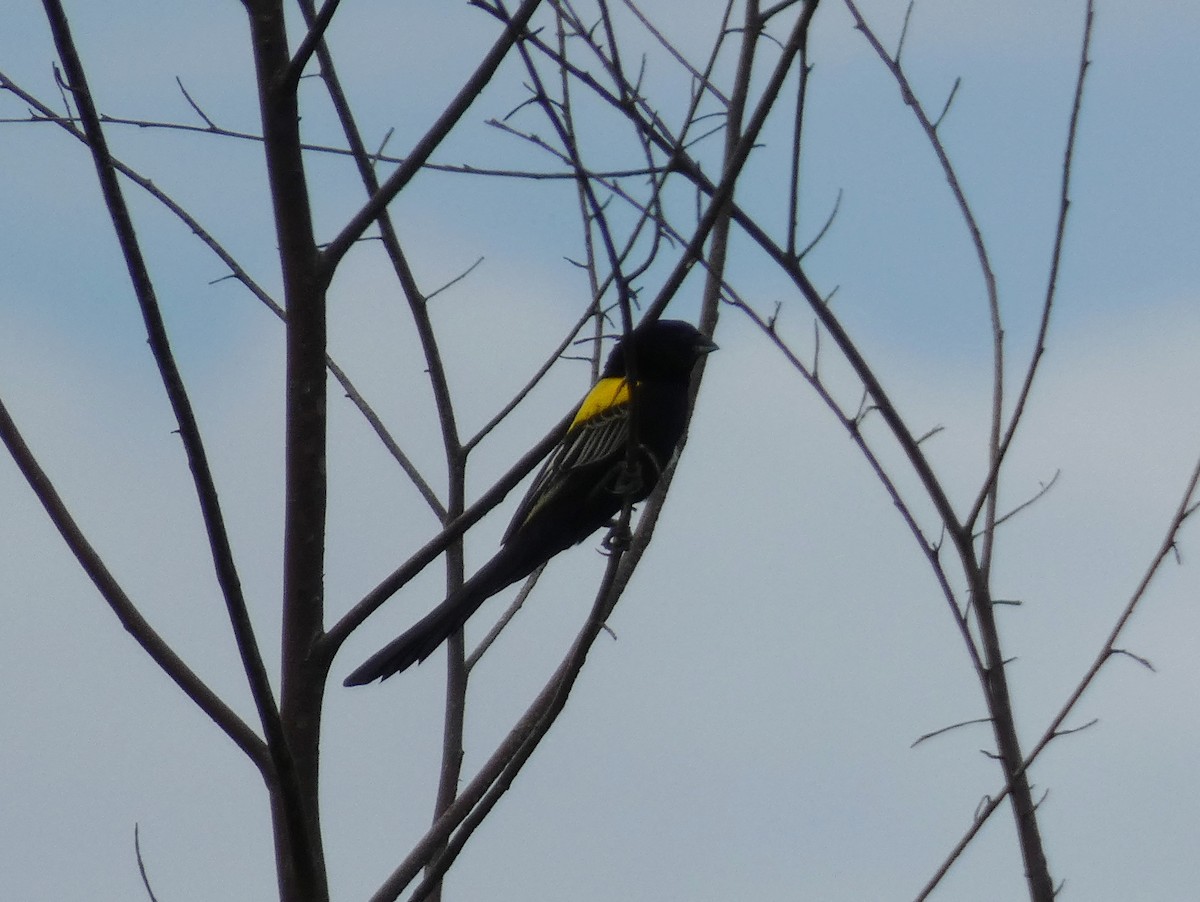 Yellow-mantled Widowbird - ML619724669