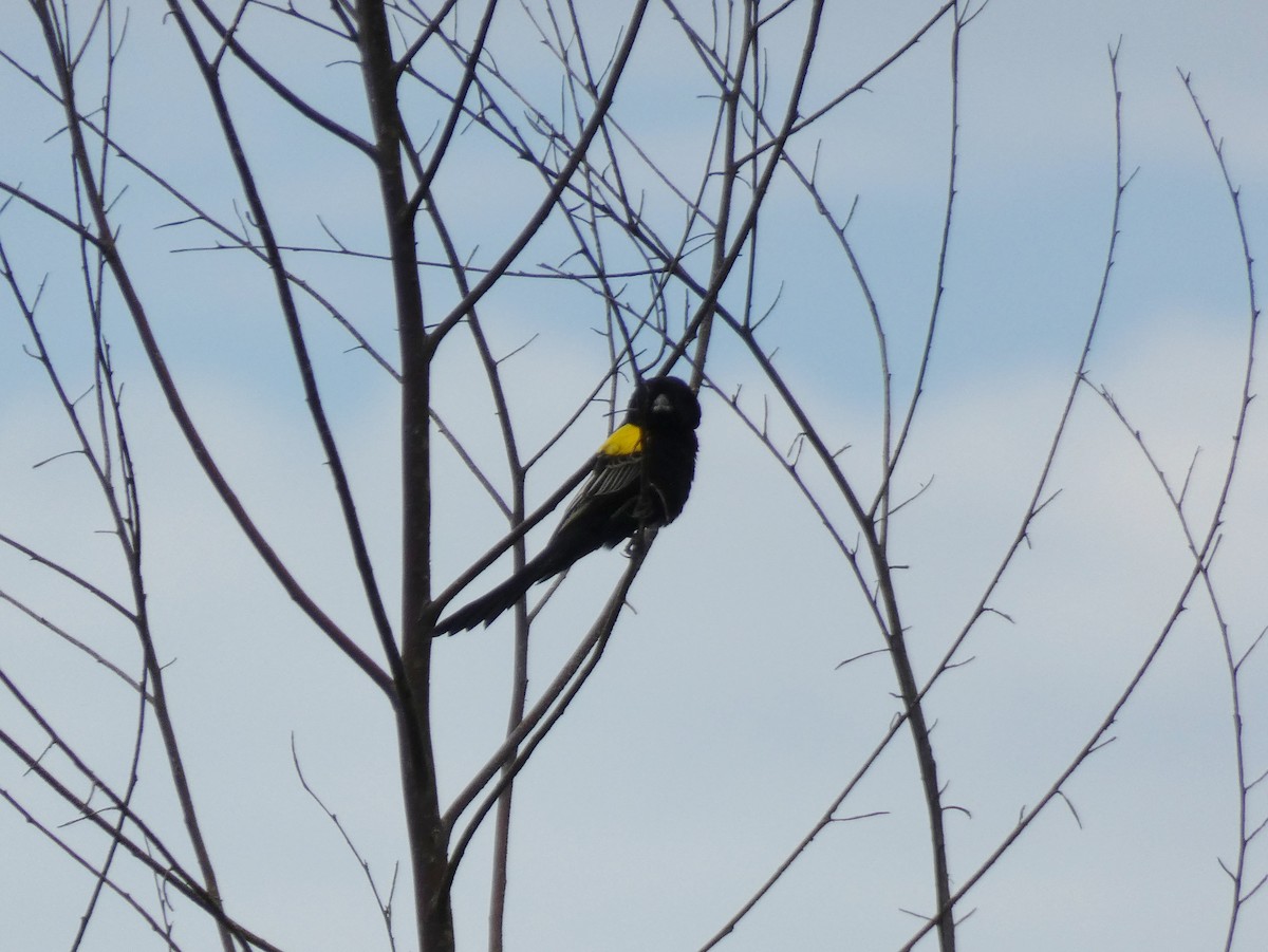 Yellow-mantled Widowbird - ML619724670