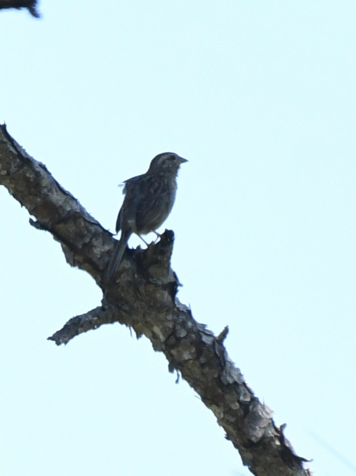 Bachman's Sparrow - ML619724676
