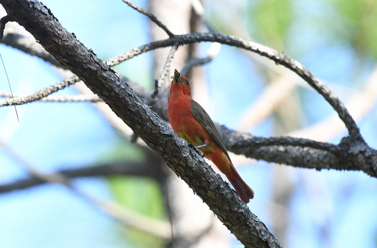 Summer Tanager - ML619724695