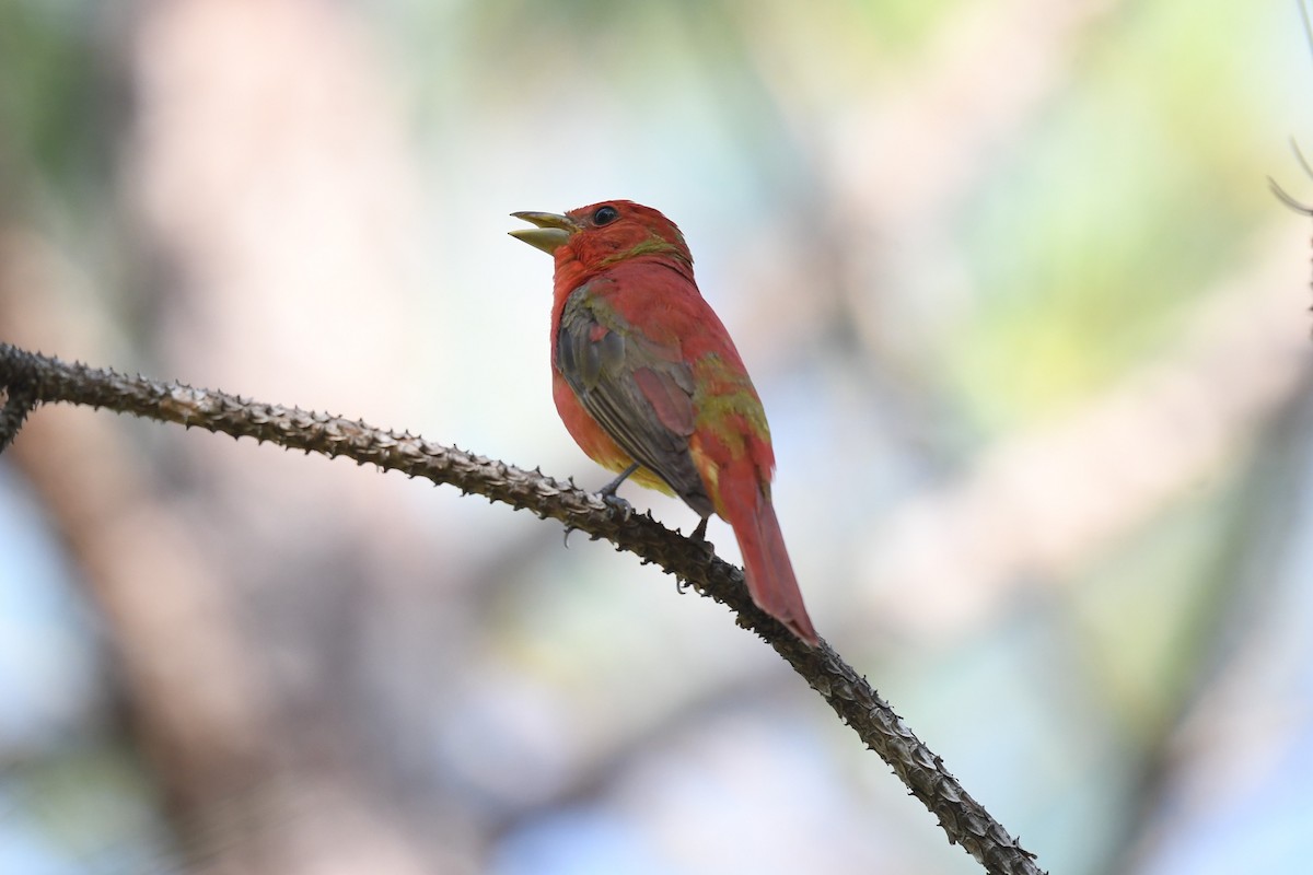 Summer Tanager - ML619724696