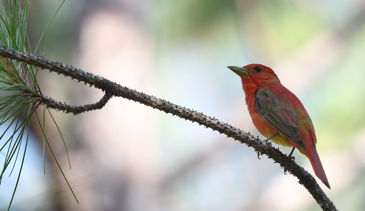 Summer Tanager - ML619724697