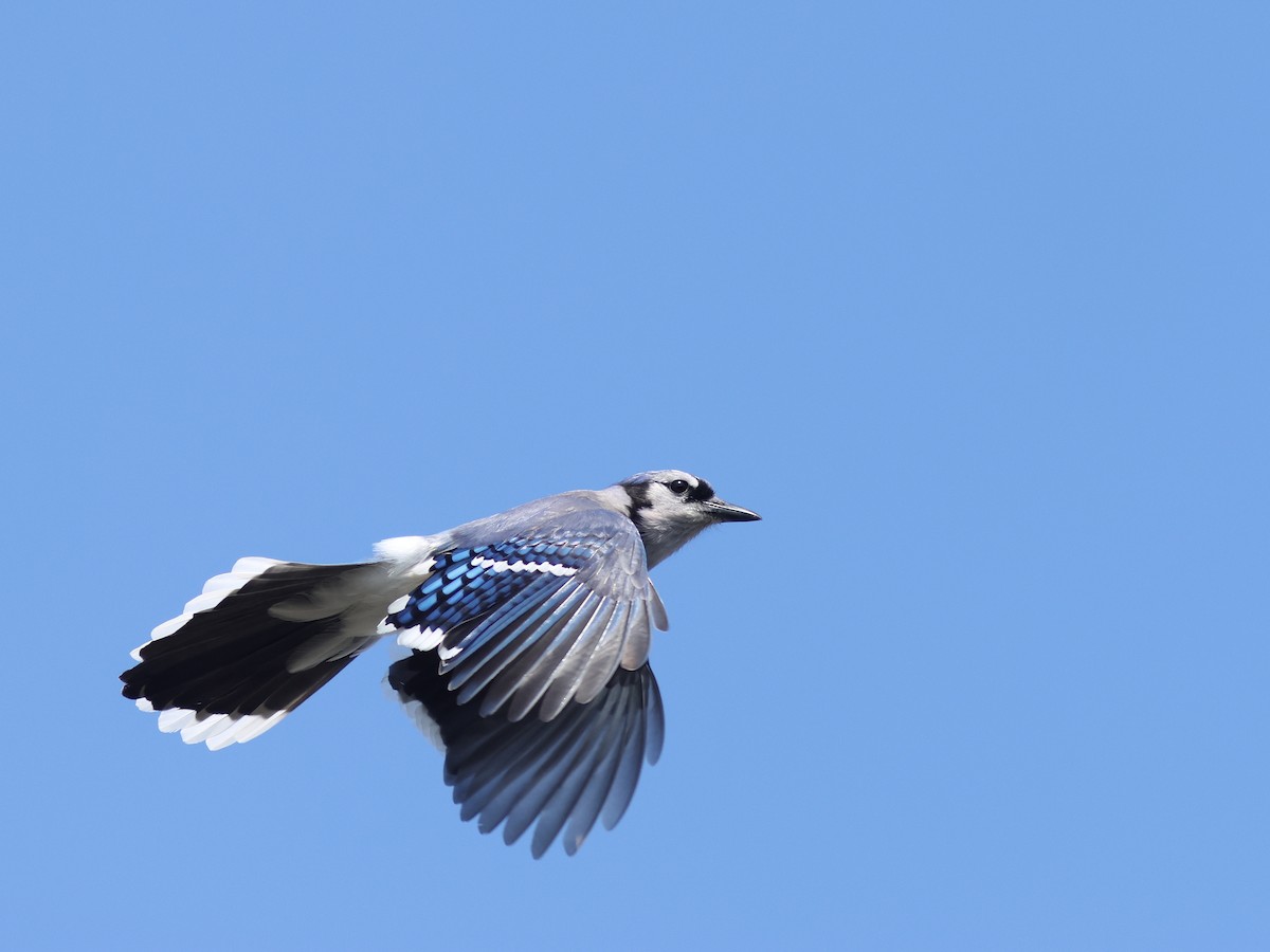 Blue Jay - ML619724726