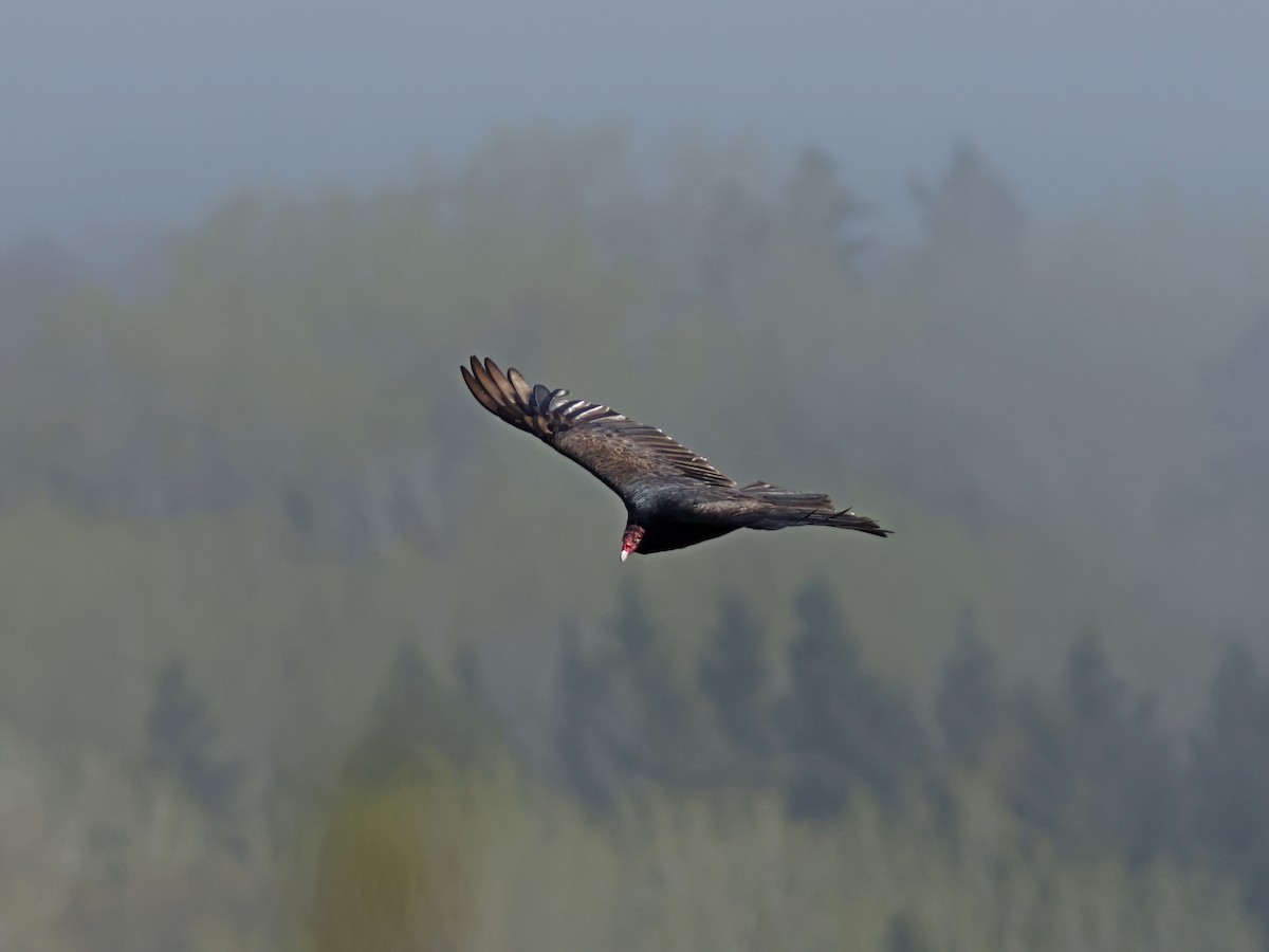 Turkey Vulture - ML619724732