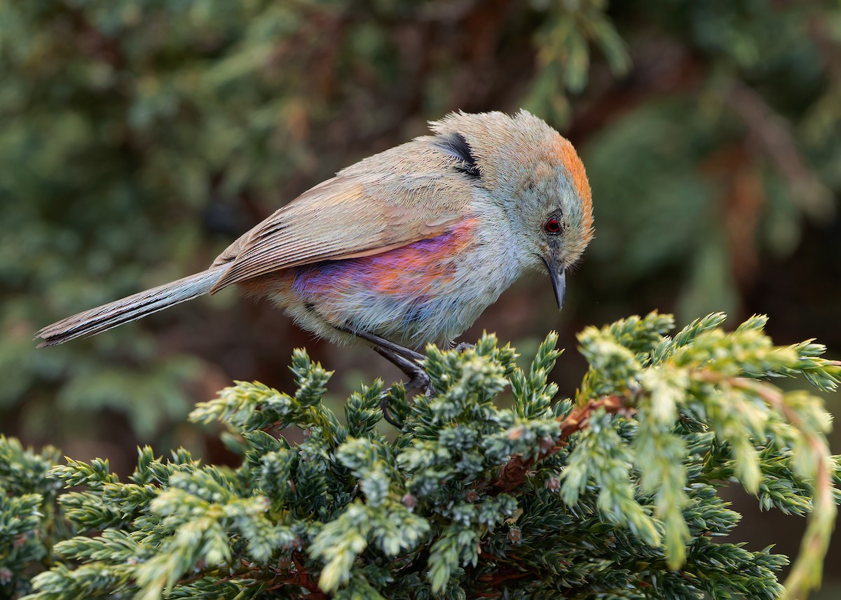 White-browed Tit-Warbler - ML619724756