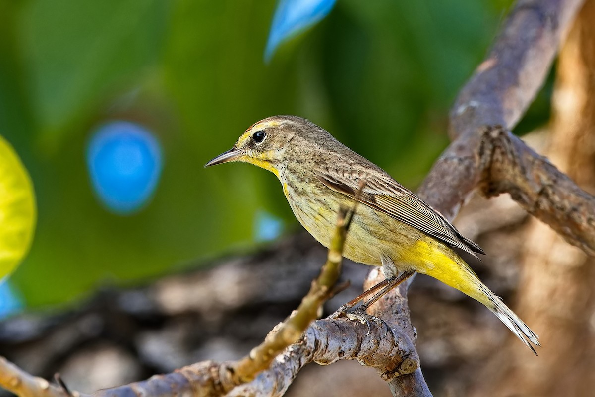 American Redstart - ML619724767