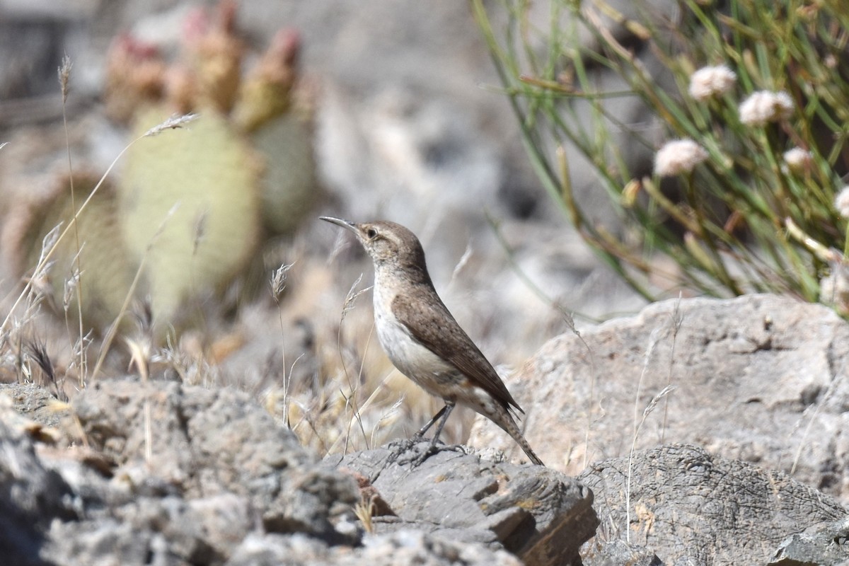 Rock Wren - Naresh Satyan