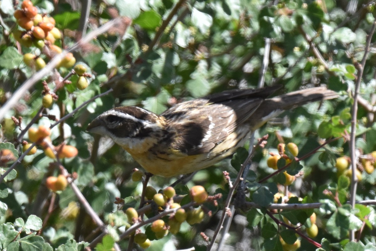 Black-headed Grosbeak - ML619724786