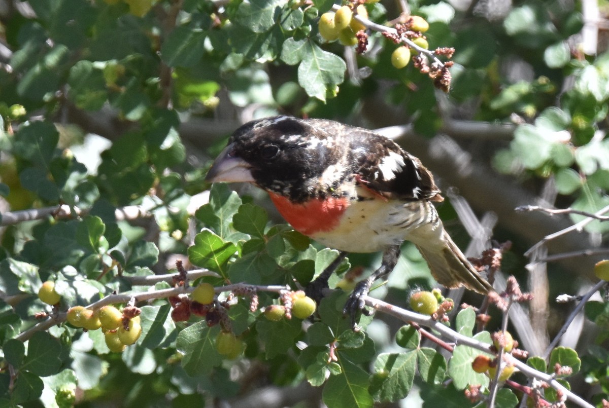 Rose-breasted Grosbeak - ML619724792