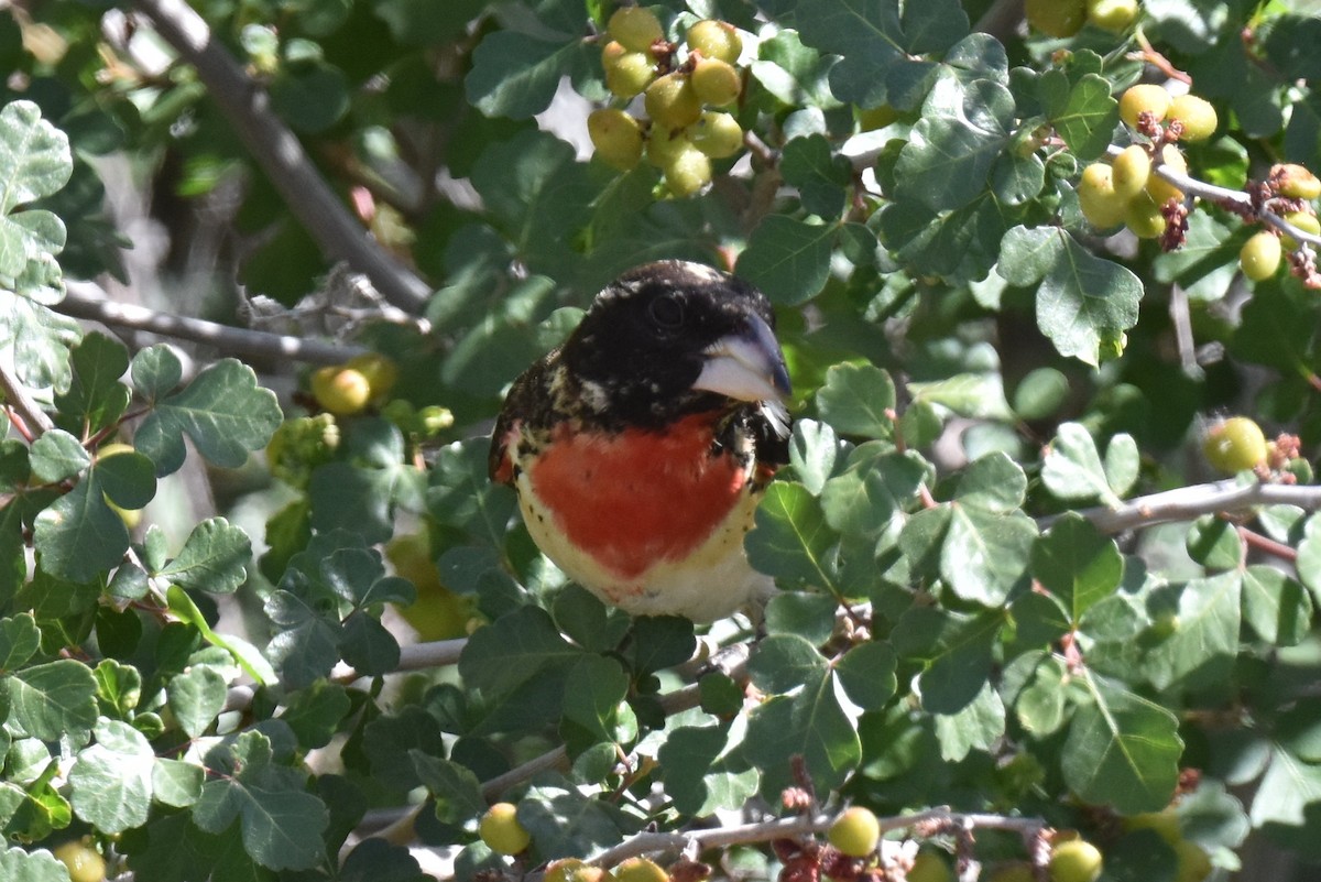 Rose-breasted Grosbeak - ML619724793