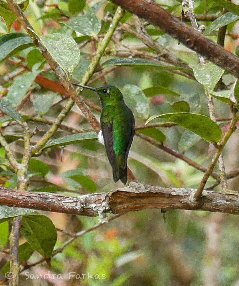 kolibřík zelenkavý - ML619724801