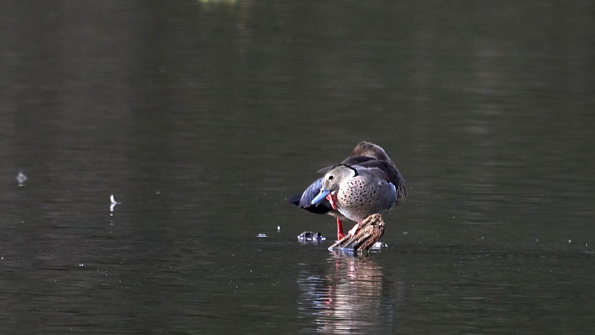 Ringed Teal - ML619724809