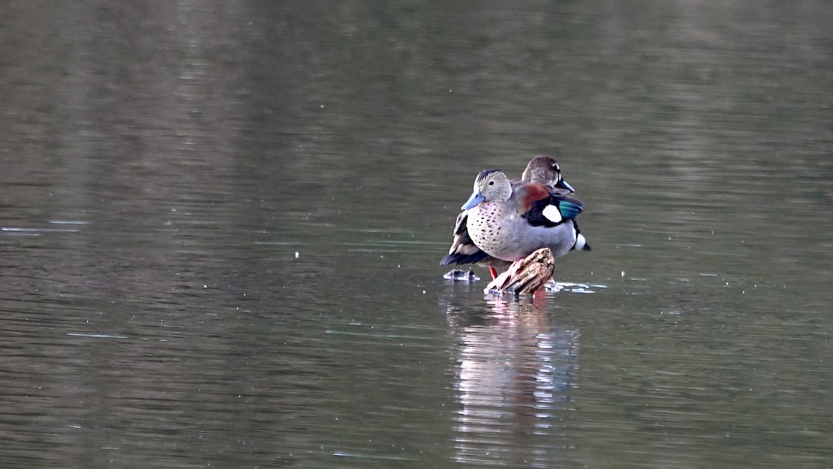 Ringed Teal - ML619724810