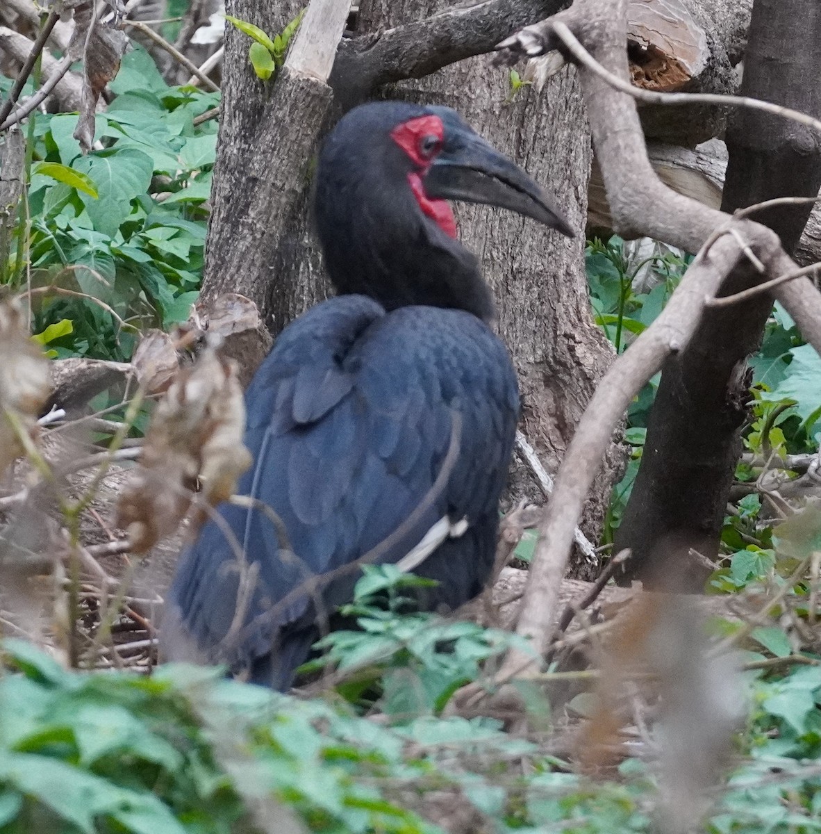 Southern Ground-Hornbill - ML619724847