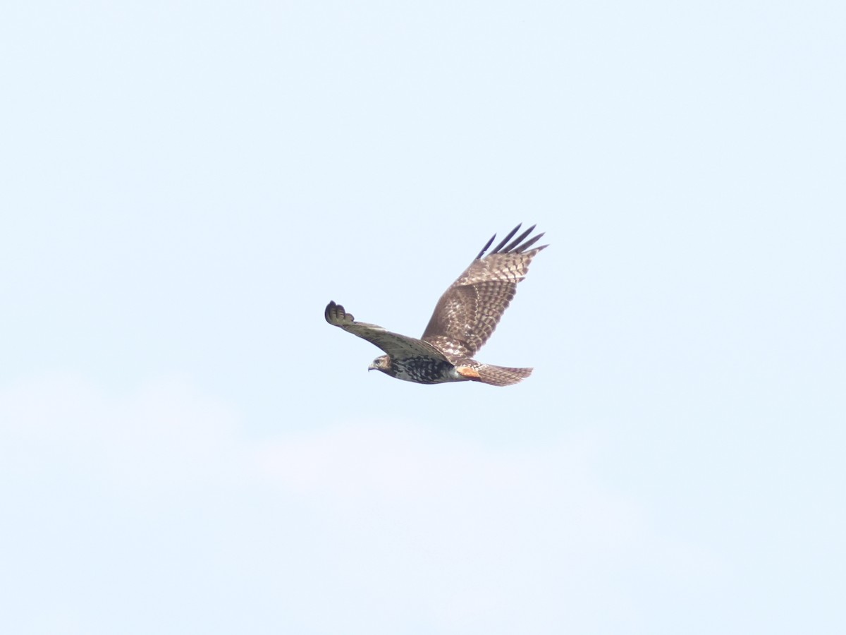 Red-tailed Hawk - ML619724852