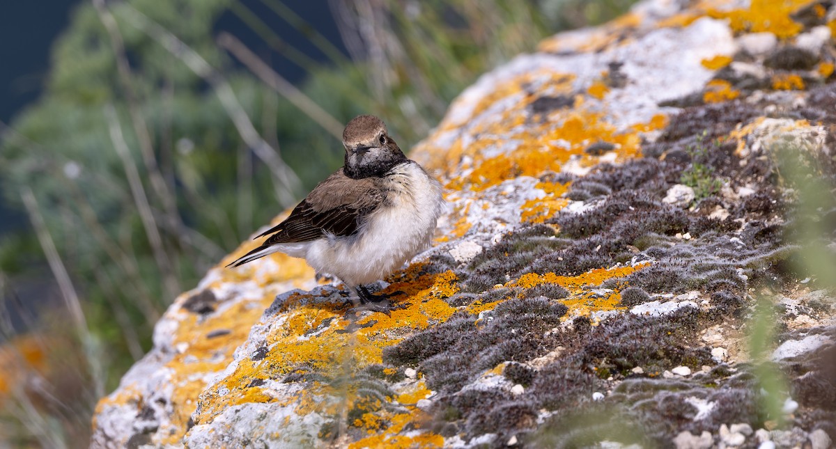 Pied Wheatear - ML619724887