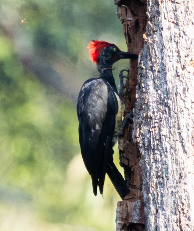 White-bellied Woodpecker - ML619724915