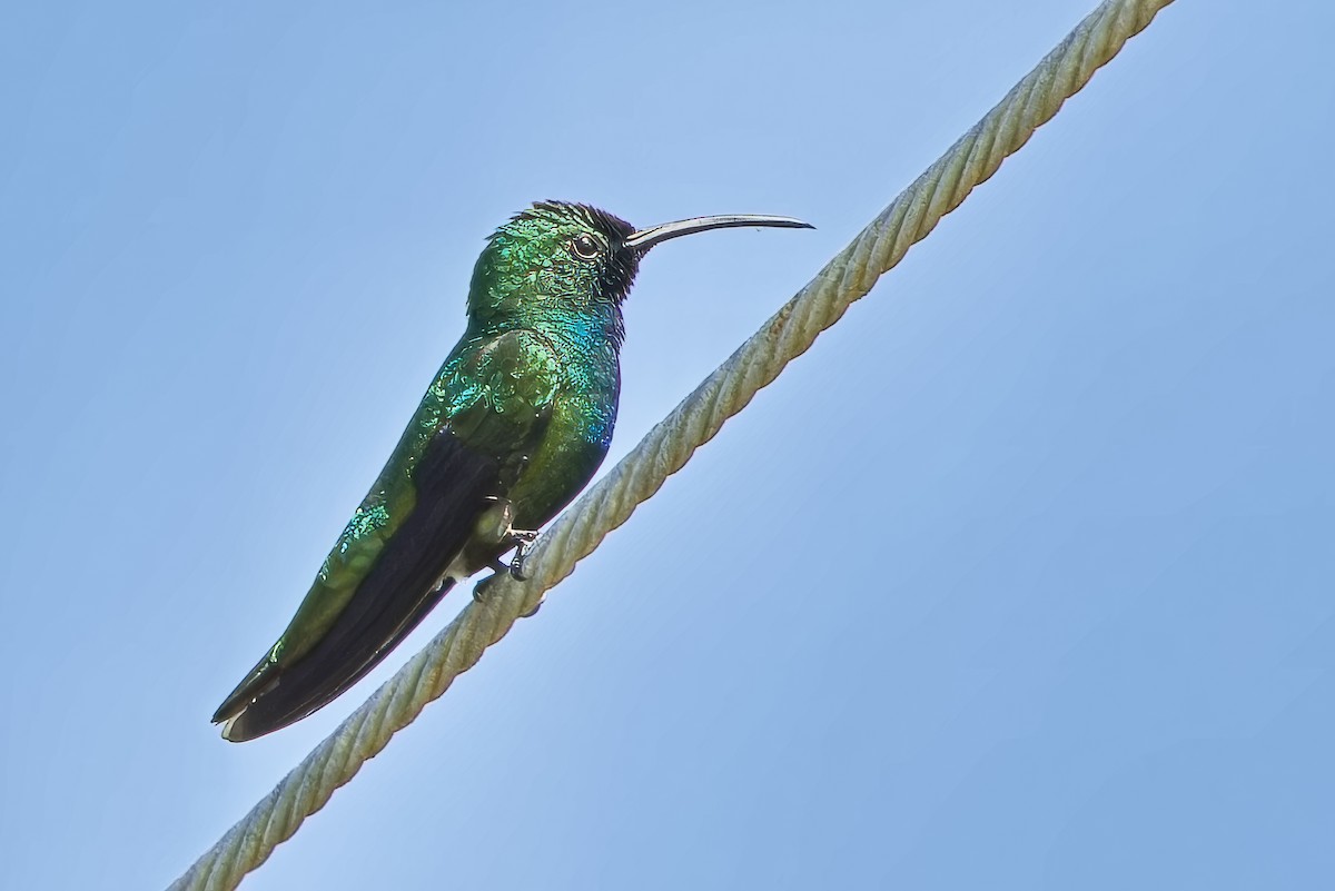 kolibřík lesklý - ML619724921