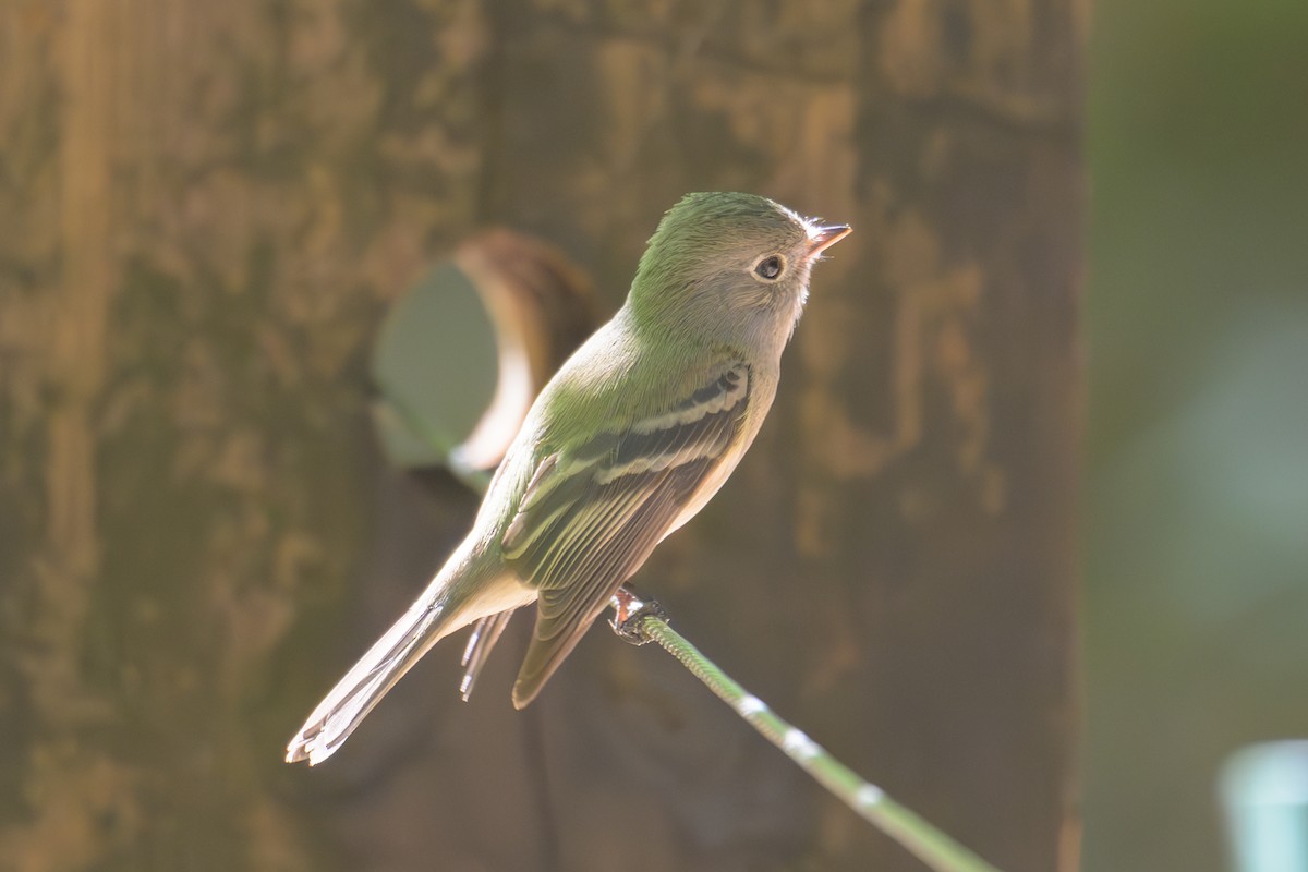 new world flycatcher sp. - Nina Hale