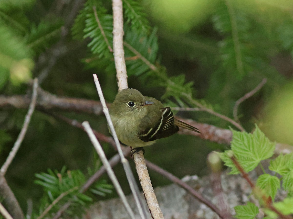 Yellow-bellied Flycatcher - ML619724924