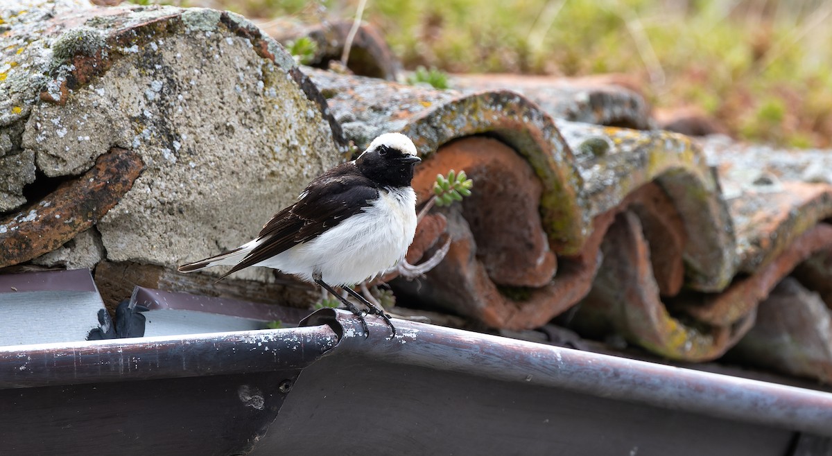 Pied Wheatear - ML619724929