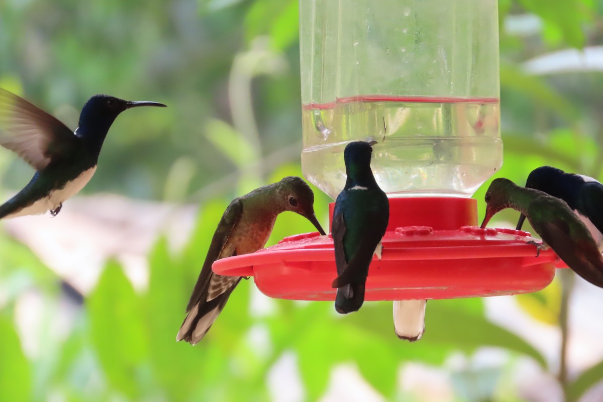 kolibřík skvrnitoprsý - ML619724933
