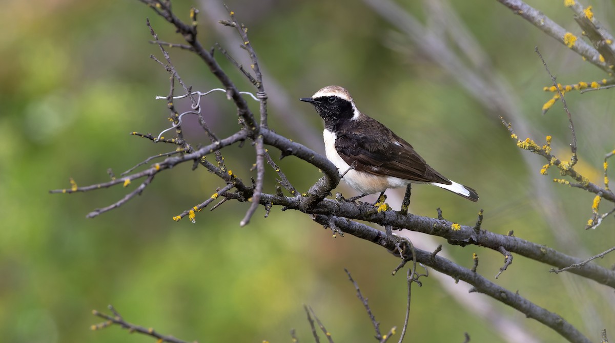 Pied Wheatear - ML619724941