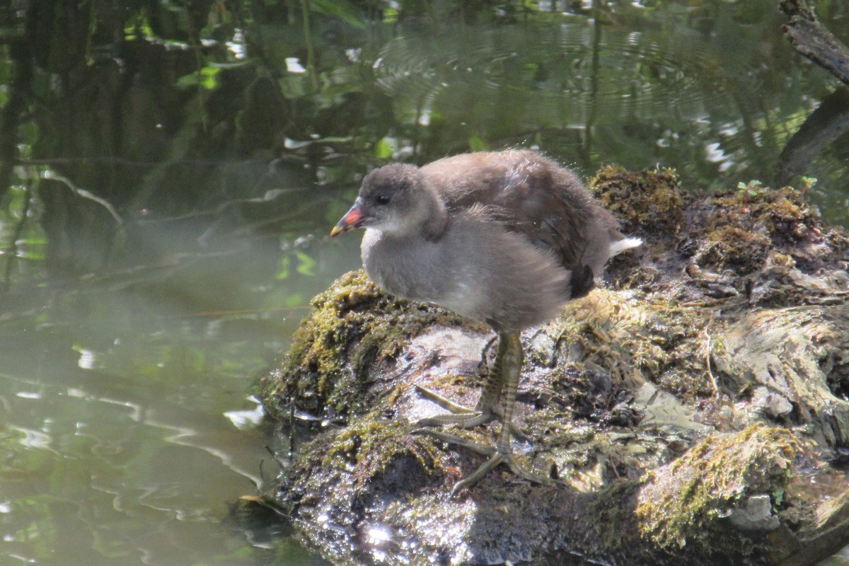 Eurasian Moorhen - ML619724944