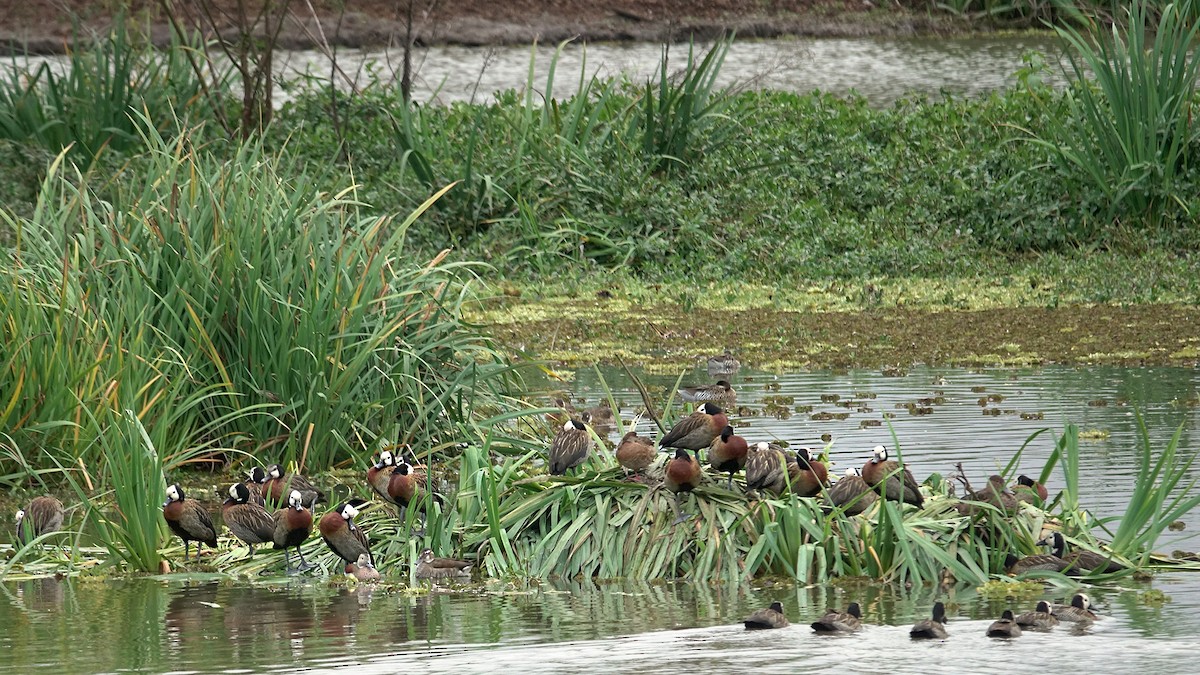 White-faced Whistling-Duck - ML619724959