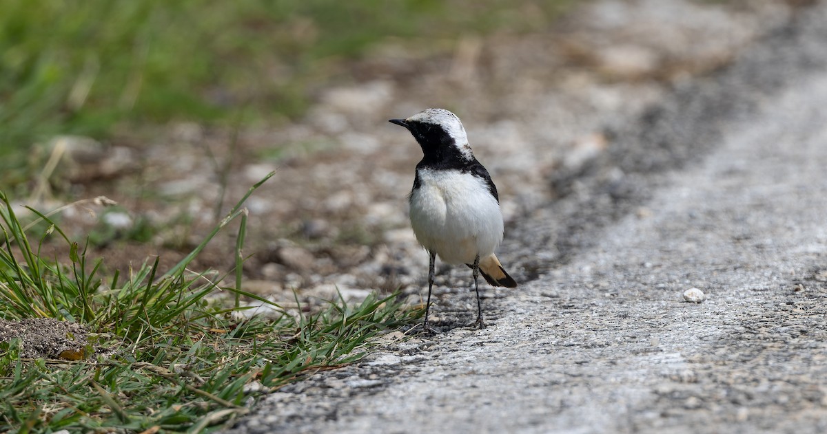 Pied Wheatear - ML619724960