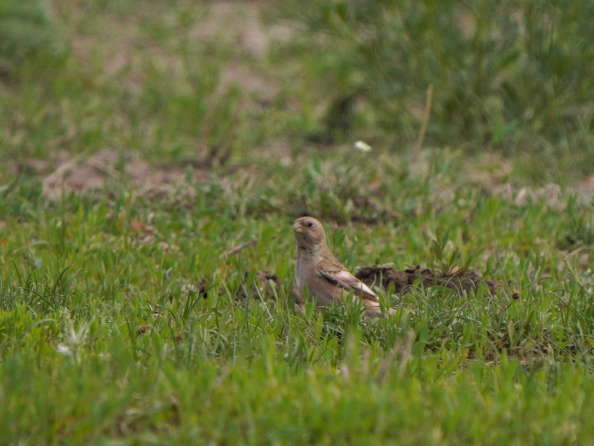 Mongolian Finch - ML619724966