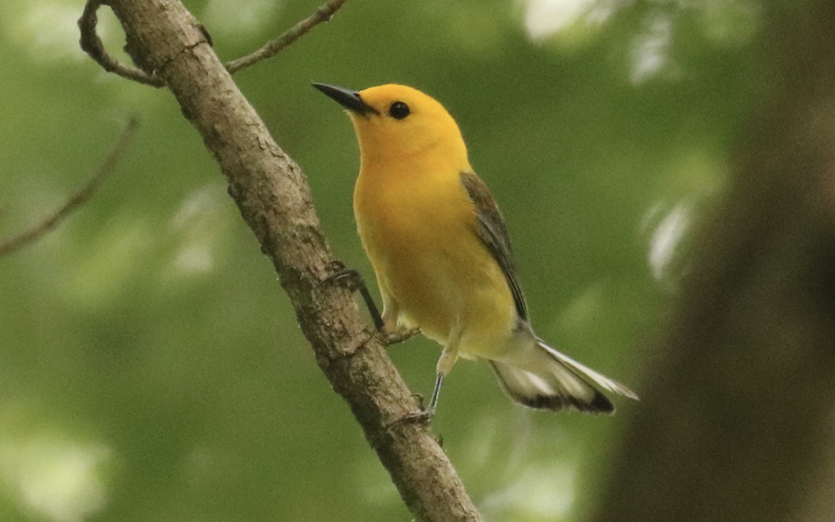 Prothonotary Warbler - James Wheat