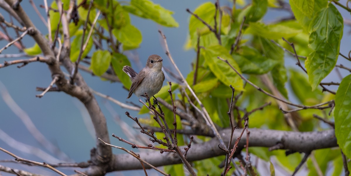 Red-breasted Flycatcher - ML619724999