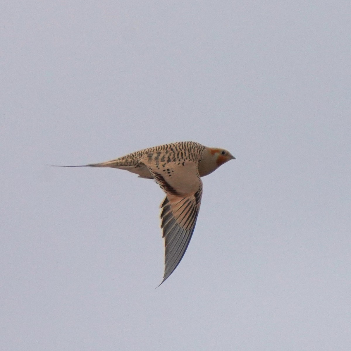 Pallas's Sandgrouse - ML619725000