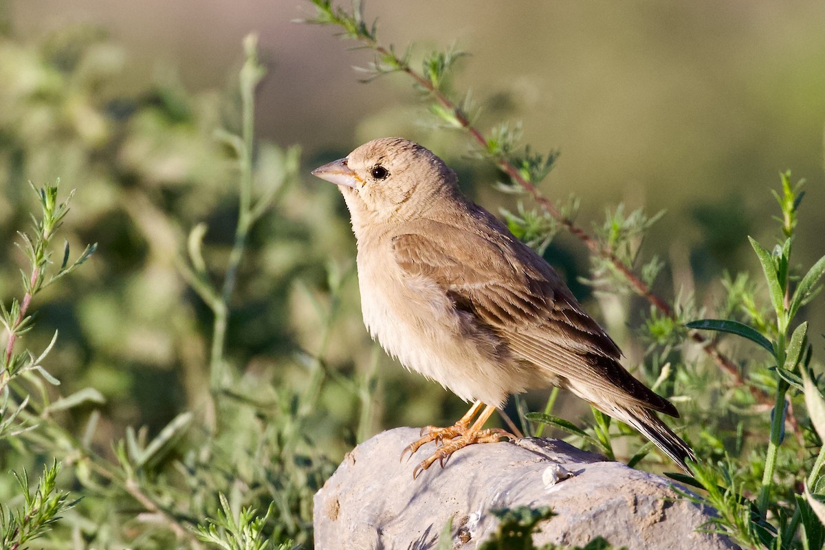 Pale Rockfinch - ML619725013