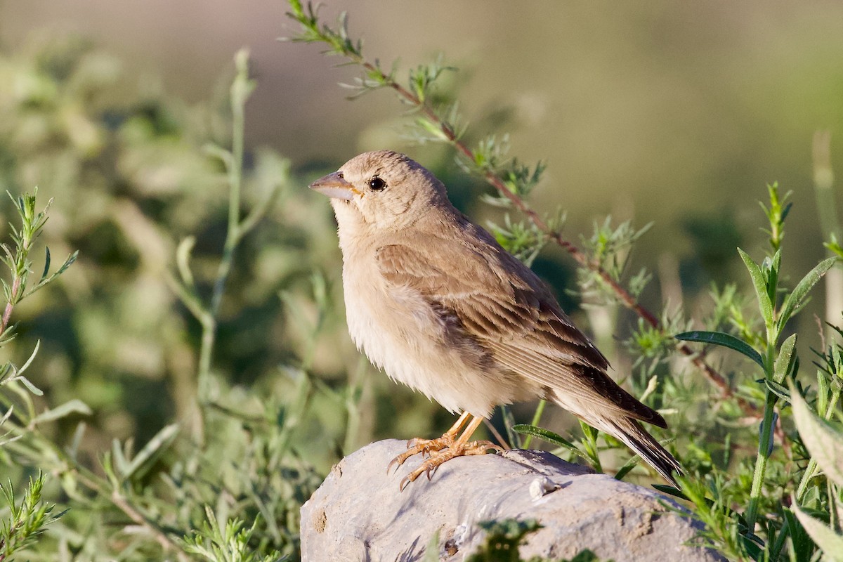 Pale Rockfinch - ML619725014