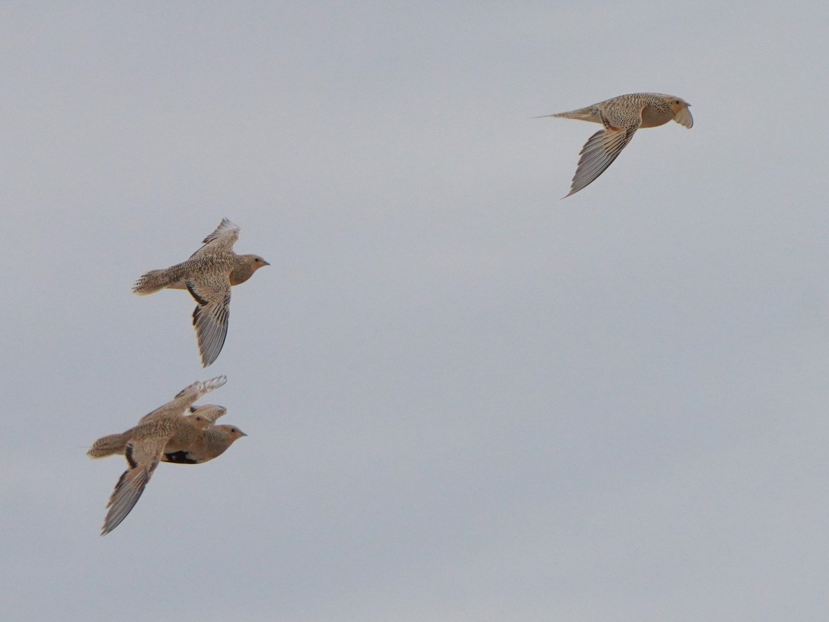 Pallas's Sandgrouse - ML619725018