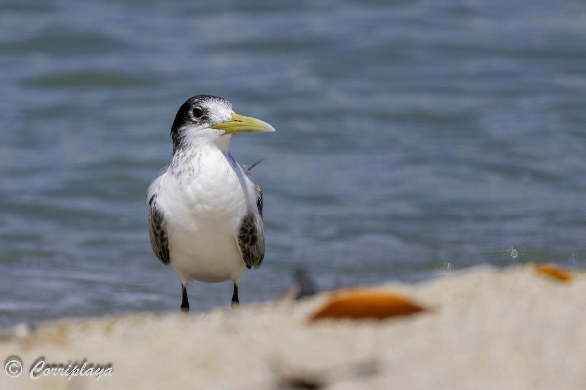 鳳頭燕鷗 - ML619725070