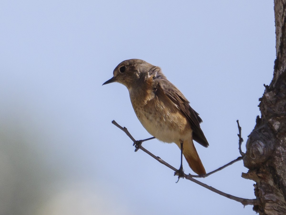 Common Redstart - ML619725092