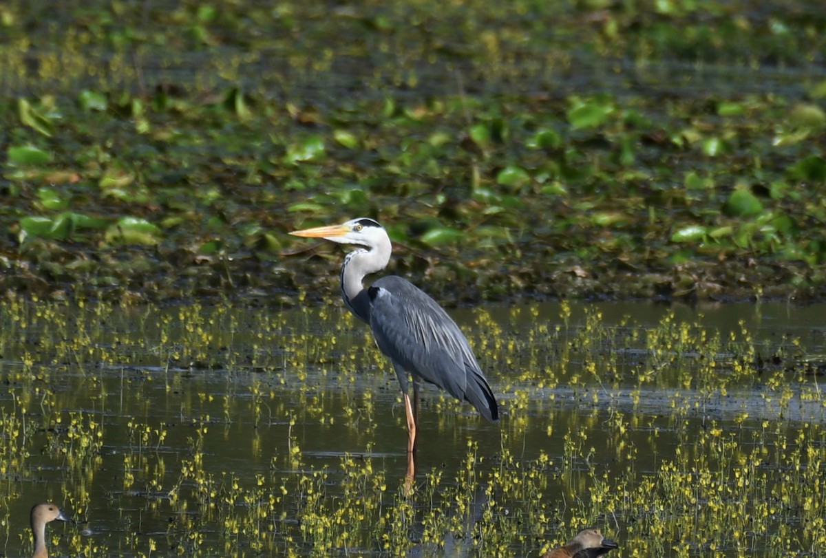 Gray Heron - Baharuddin Sk