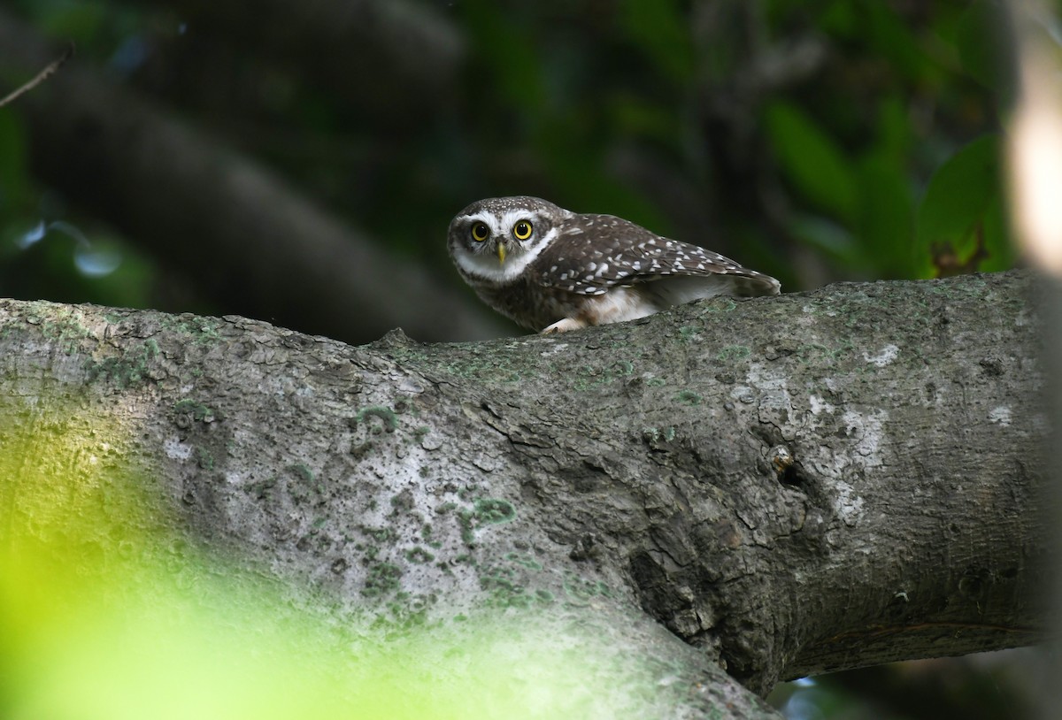 Spotted Owlet - ML619725127