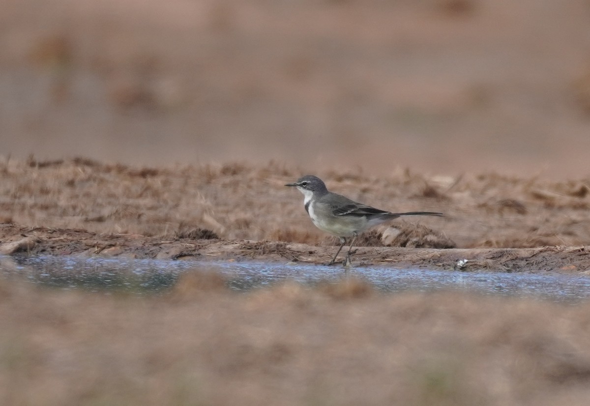 Cape Wagtail - ML619725139