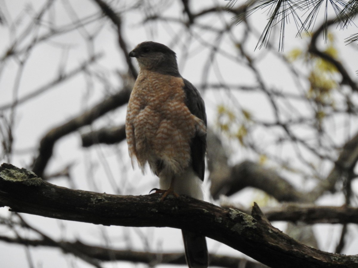 Cooper's Hawk - ML619725154