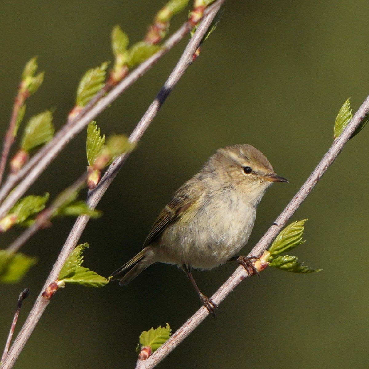 Hume's Warbler - ML619725157