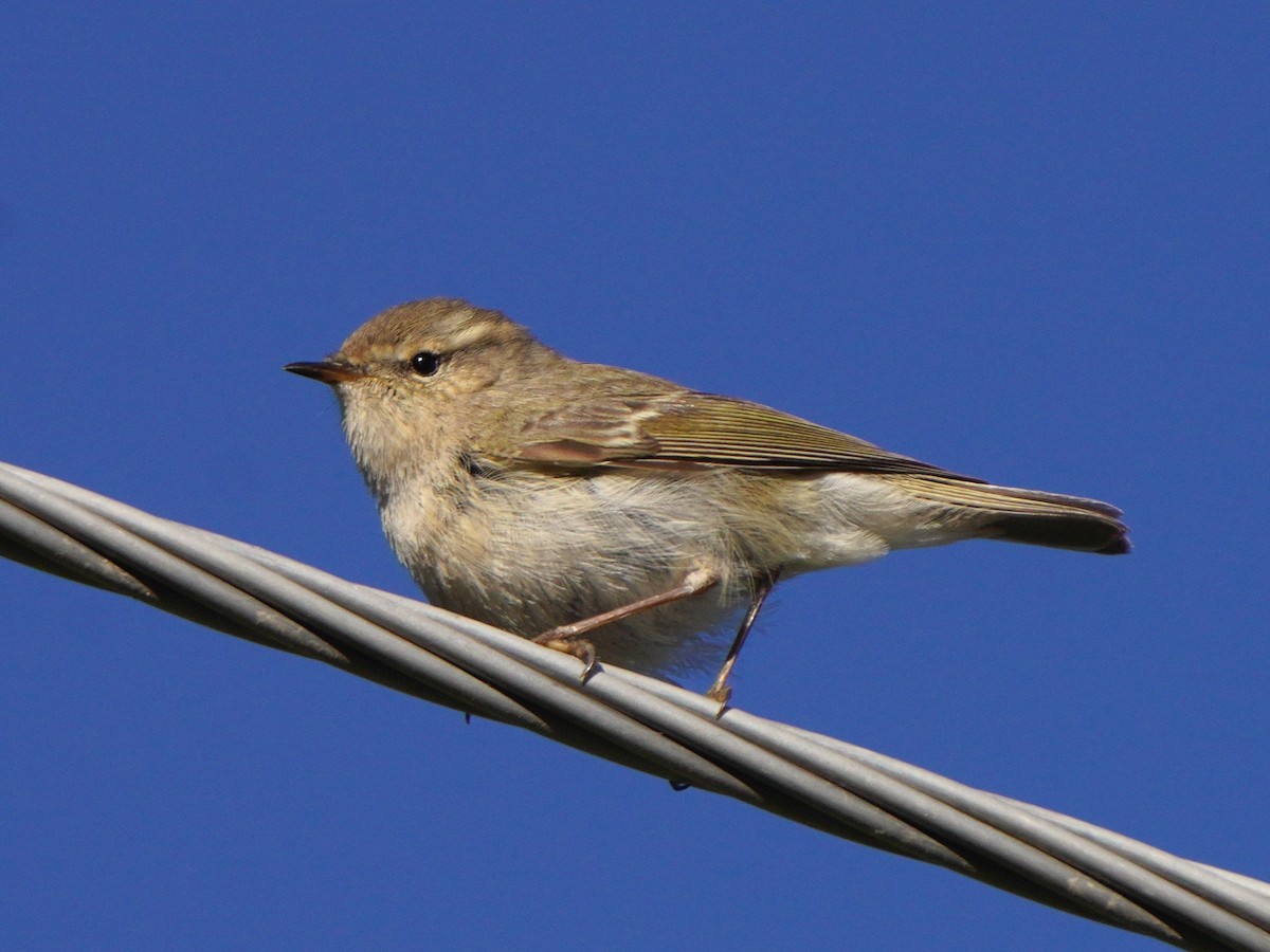 Hume's Warbler - ML619725158