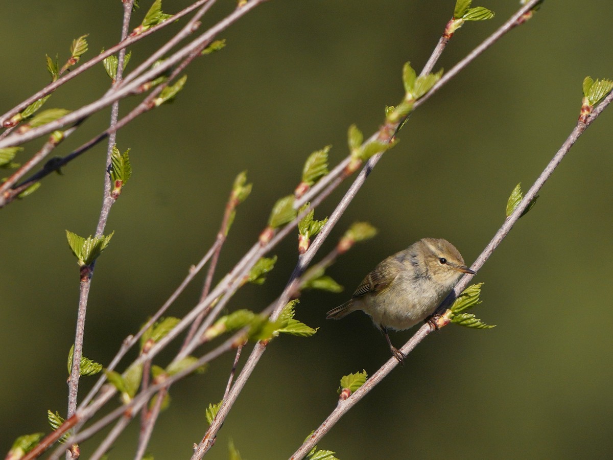 Hume's Warbler - ML619725159