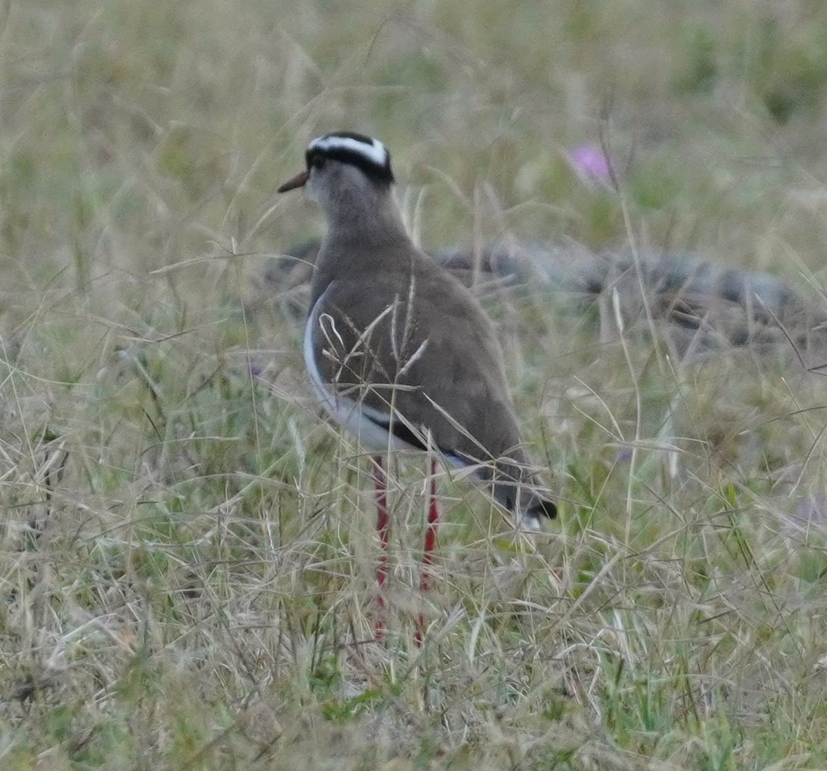 Crowned Lapwing - ML619725165