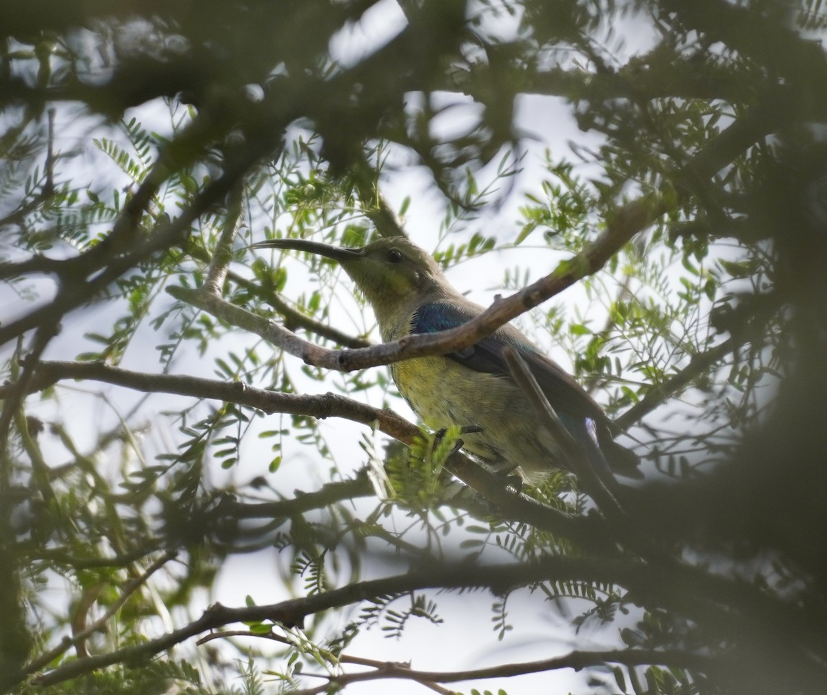 Malachitnektarvogel - ML619725201